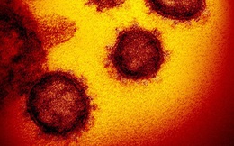 Chụp được ảnh virus Covid-19 ở độ phân giải nguyên tử, các nhà khoa học khám phá ra bản chất lây nhiễm hóa học của nó