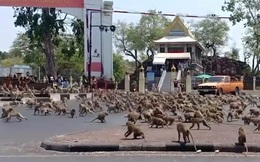 Hàng trăm con khỉ đói làm loạn cho thấy sự tàn phá của virus corona với kinh tế Thái Lan
