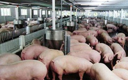 Doanh nghiệp chăn nuôi cam kết hạ giá lợn hơi xuống 70.000 đồng/kg