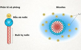 [Infographic] Lịch sử của xà phòng và cách chúng tiêu diệt virus corona