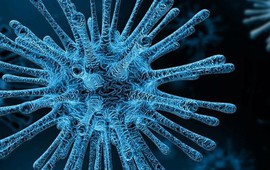 Một virus khỉ khác đang sẵn sàng lây sang người