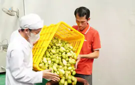 Bỏ việc lương cao về quê khởi nghiệp với trái nhàu