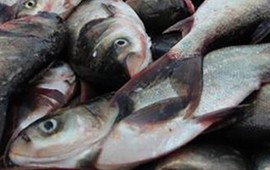 Loài cá thường bị chê vì mùi tanh nhưng lại là “kho báu” Omega-3 cực tốt cho sức khỏe