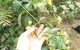 5 học sinh rủ nhau ăn lá ngón, 1 nữ sinh tử vong: Tình trạng sức khỏe của 4 em còn lại