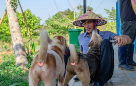 "Sân nhà nhiều chó" giữa nắng nóng 40 độ: 600 bé chó cần được giải nhiệt mỗi ngày và những ca làm không có giờ kết thúc