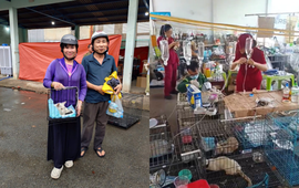 'Nhiều bé lở loét, nhiễm trùng nặng, hoảng sợ' và câu chuyện phía sau đội ngũ y tế ngày đêm chăm sóc 400 chú mèo được giải cứu