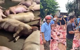 Bắc Ninh: Sét đánh gây mất điện làm hơn 550 con lợn chết ngạt, thiệt hại 5,5 tỷ đồng