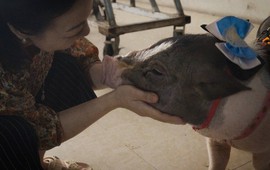 Cuộc sống ‘sướng như tiên’ của những chú lợn ở đoàn xiếc: Uống sữa bình từ bé, về già được nghỉ hưu