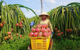 Thanh long 'hao hụt' 20% trước khi kịp lên tàu: 5 chặng đường gian nan của trái cây Việt