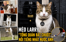 Mèo Larry - ‘công chức’ nổi tiếng nhất nước Anh: 15 năm ở số 10 Downing, qua 7 đời Thủ tướng, được chuẩn bị tang lễ mật danh ‘Larry Bridges’