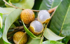 Phát minh chấn động ngành nông nghiệp của Trung Quốc: Lai tạo vải và nhãn ra giống quả mềm ngọt, không xơ, năng suất gấp 2 lần thông thường, có thể chịu lạnh âm độ