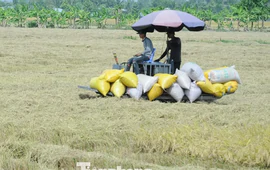 Đề xuất 'biện pháp mạnh' vụ doanh nghiệp nợ tiền lúa của nông dân Cà Mau