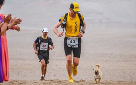Chú chó hoang chạy 125 km xuyên sa mạc theo chân VĐV siêu marathon rồi đột ngột mất tích: Cái kết sau 9 năm gây bất ngờ