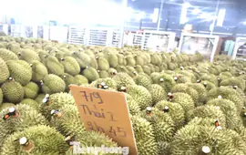 'Nóng' chất vấn sai phạm xuất khẩu sầu riêng