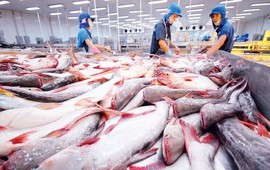 Mặt hàng tỷ đô của Việt Nam gặp ‘cơn bão kép’ tại Mỹ: Xuất khẩu tháng 8 giảm gần 55%, nguy cơ chịu ‘thuế chồng thuế’