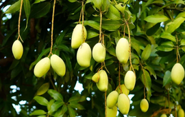 Không phải thanh long hay sầu riêng, Campuchia quyết làm giàu từ loại quả Việt Nam cũng đang trồng nhiều: Diện tích trồng tăng 2.660%, sản lượng 2,2 triệu tấn mỗi năm