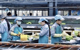 Thaco Agri đã bền bỉ ‘bơm tiền’ cho HAGL Agrico như thế nào?