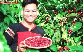 Từ bí quyết của mẹ, bác sĩ Ê Đê khởi nghiệp thương hiệu cà phê sạch doanh thu 10 tỷ đồng, đưa "linh hồn" Tây Nguyên chạm vào miền đất Mỹ