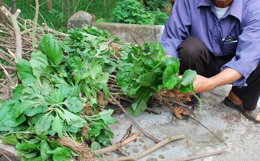 Loại "cỏ hoang" mọc nhiều ở ruộng rau được nhiều người già âm thầm đào về, hóa ra là "thuốc bổ thận tự nhiên", phát hiện vô số công dụng