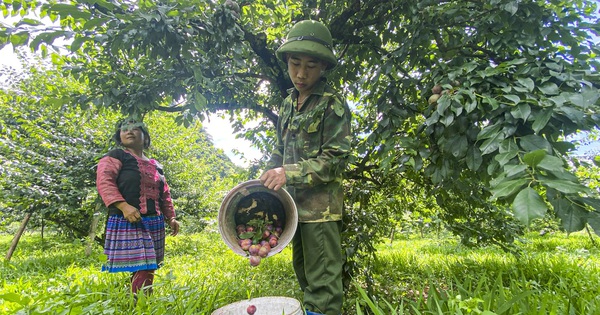 Sơn La: Mận được mùa, quả to căng mọng, giá cao, giữa trưa các vườn vẫn tấp nập người thu hái