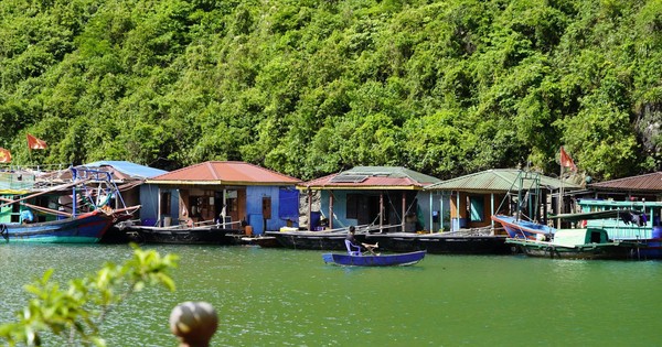 Bảo vật của di sản vịnh Hạ Long đang chìm dần