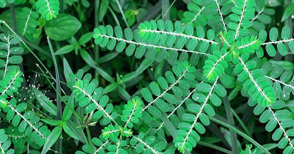 Cây chó đẻ răng cưa là gì? Tác dụng của cây chó đẻ răng cưa