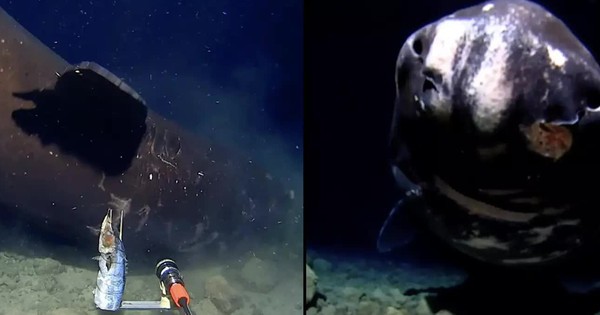 Thả camera xuống rãnh tối dưới đáy biển, lần đầu giới khoa học quay được hình ảnh đáng sợ chưa từng có