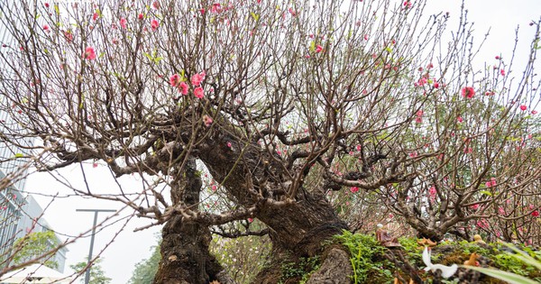 Cận cảnh cây đào nổi bật nhất làng Nhật Tân, giá cho thuê 100 triệu đồng