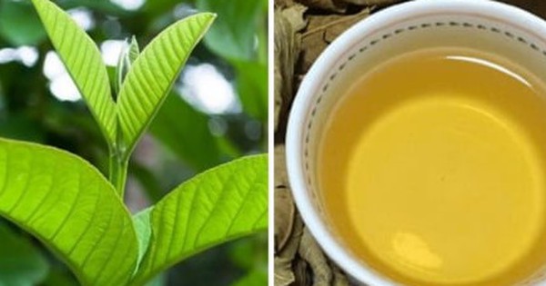 Uống nước lá ổi có tác dụng gì với sức khoẻ?