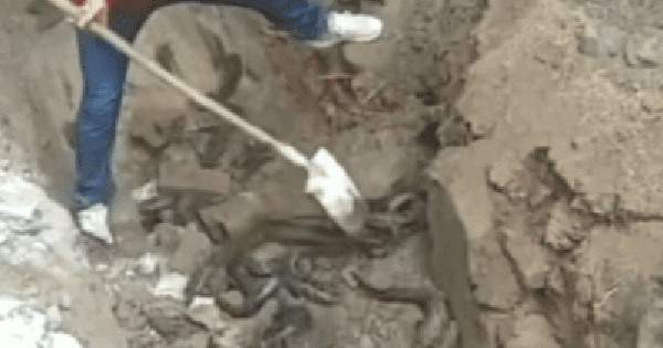 Một người đàn ông đào ra đàn sinh vật màu đen sống dưới nền móng nhà: Ở Việt Nam không còn lạ gì!