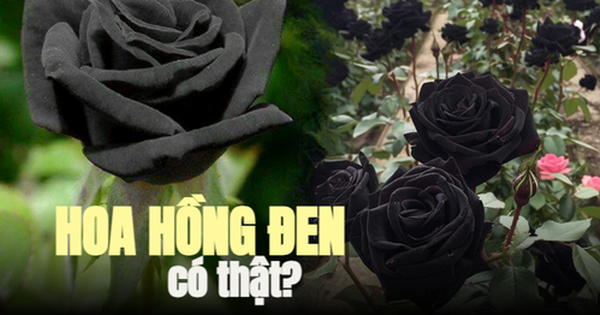 Kỳ lạ ngôi làng duy nhất trên thế giới trồng hoa hồng đen nhưng chỉ đen vào mùa hè