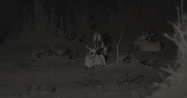 Loài vật quý hiếm bậc nhất thế giới "hồi sinh" sau 23 năm tuyệt chủng