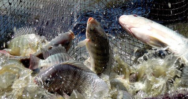 Việt Nam sở hữu loại cá mệnh danh là “gà nước”: Thế giới rất ưa chuộng, xuất khẩu thu về chục triệu đô