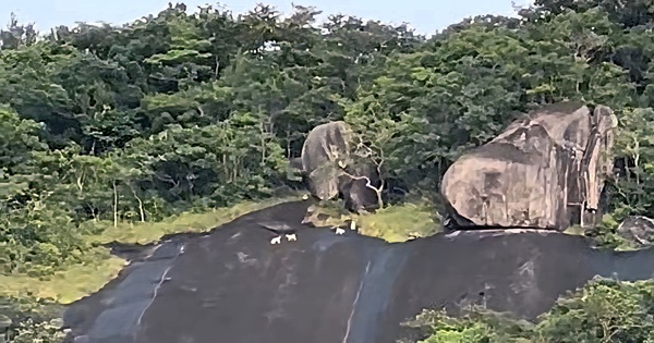 CLIP: Xôn xao 4 con vật lạ trắng như tuyết trên đỉnh Ma Thiên Lãnh