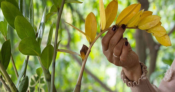 Tôi trồng cây kim tiền 8 năm, rồi buộc phải bỏ: Không phải vì độc ác, mà vì tôi không còn lựa chọn nào khác