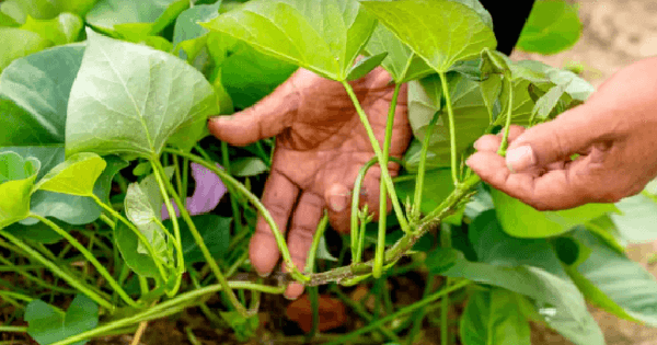 Loại rau Việt Nam từng coi là phế phẩm nuôi lợn, ‘bỗng’ trở thành mặt hàng nhiều nước muốn mua, thu về tiền đô