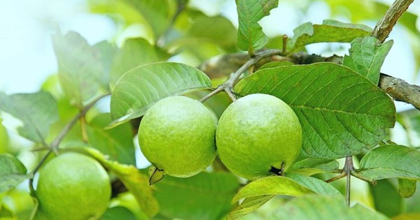 Uống nước lá ổi giúp giải quyết 7 vấn đề sức khoẻ