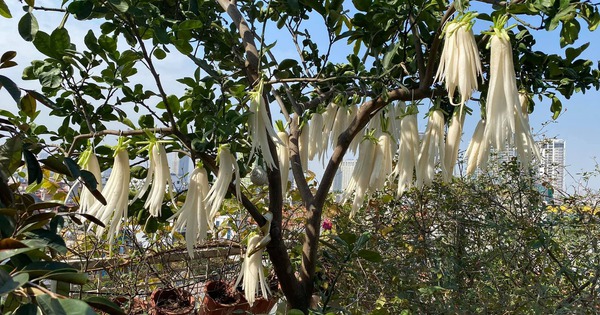 Loại rau đang vào vụ bổ ngang nhân sâm tổ yến, chợ Việt bán 20.000 đồng/kg, không mua phí quá