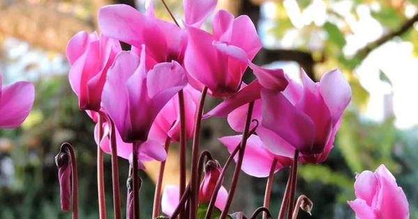 Không cần máy lọc khí: 10 loại cây đặt trong nhà mới giúp bay mùi sơn, hút sạch khí độc chỉ sau vài tuần