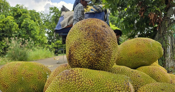 Giá nông thủy sản miền Tây: Mít kem lớn giá cao hơn 7 lần mít chợ