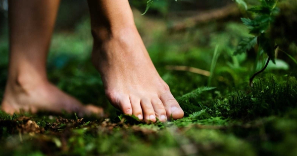 Đơn thuốc toàn diện cho cơ thể từ liệu pháp tắm rừng