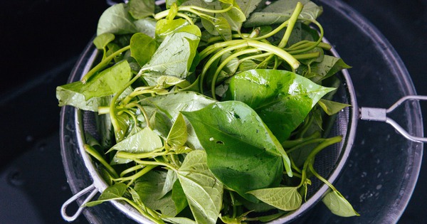 Loại rau Việt Nam bỗng trở thành hàng "hot", nhiều nước muốn mua: Bổ như sâm, được ví là thuốc trường thọ