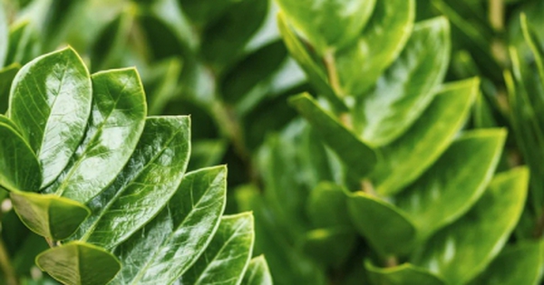 Những cây phong thủy hợp với người tuổi Tuất