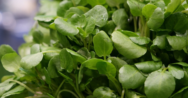 2 loại rau người Việt thích mê dễ là "ổ sán", nhất là cái số 1