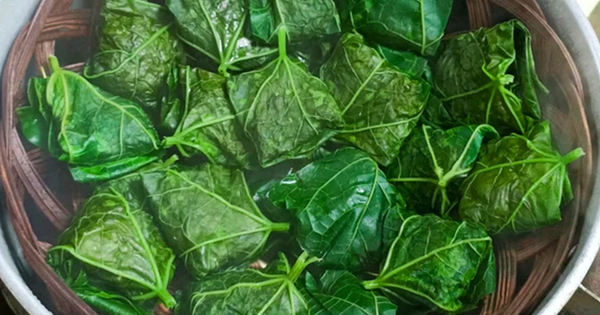 Đừng chỉ ăn quả, lá loại cây này quý như "nhân sâm người nghèo", ở quê mọc đầy bờ rào