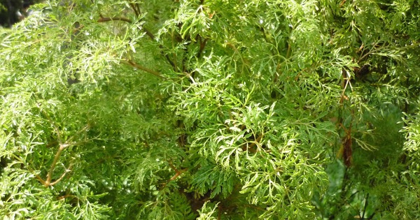 Loại cây hút tài lộc, xua đuổi khí xấu: Nhiều người trồng trong nhà mà không biết nó bổ như sâm