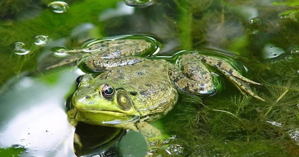 Cụ bà nuốt 8 con ếch sống để chữa đau lưng và cái kết