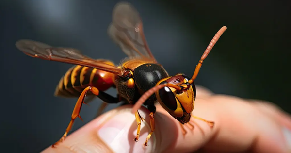 Bác sĩ kể phút cấp cứu GĐ trường Hải Phòng và con trai bị ong đốt tử vong: Tôi chưa từng chứng kiến cảnh tượng đau đớn đến vậy!