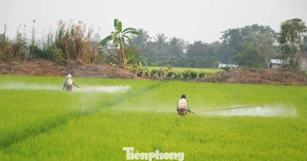 Báo động lạm dụng thuốc hóa học: Chuyên gia kêu gọi giảm hóa chất, tăng sinh học
