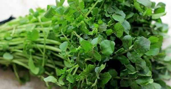 Mỹ đánh giá đây là “vua của các loại rau”, chứa đầy dưỡng chất quý, người Việt đã ăn từ lâu